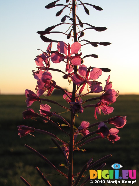 SX15042 Rosebay Willowherb (Charmerion angustifolium) at sunset